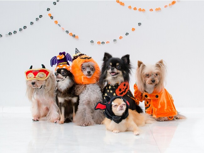 北軽井沢・西伊豆・蓼科の愛犬宿にてハロウィンキャンペーン開催＜2023年10月13日～10月31日＞ワンちゃん仮装でプレゼントゲット！