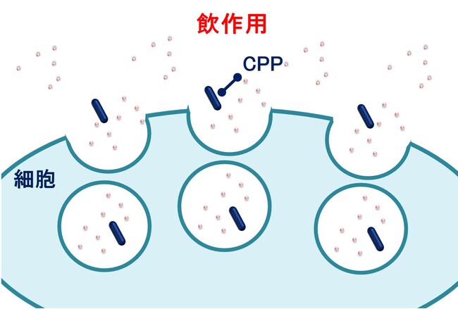 加水分解大豆の添加でシワ改善効果が増幅すると確認