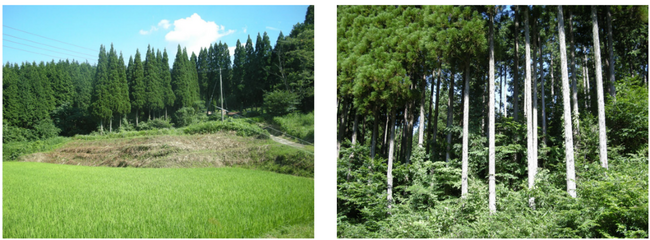 「アサヒの森」が環境省の「自然共生サイト」に認定