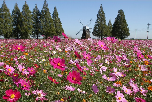 ＼【入園無料】あけぼの山農業公園にてコスモスウィークを実施！／（柏市）