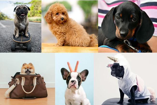 ドッグラン「ユニ・チャーム DOG PARK」 犬種別のオフ会開催