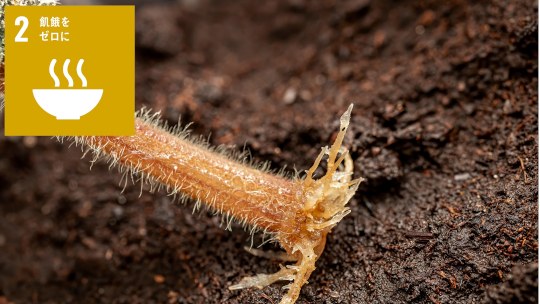 植物の根毛側面に細胞壁成分を輸送する経路を発見 ~根毛はなぜ細長い形を維持できる?~