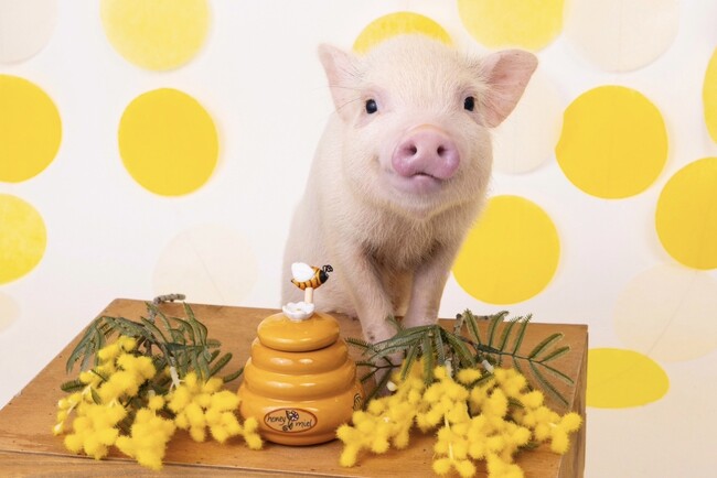 中四国エリアに初出店！マイクロブタカフェ“mipig cafe”が11月9日にイオンモール広島府中にてオープン