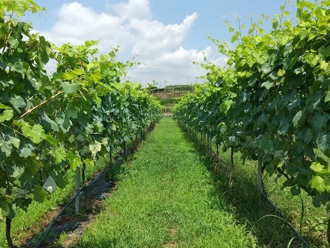わいんびとが、山梨県の日本ワイン生産者「蒼龍葡萄酒」の2022年ヴィンテージレポートを発表。