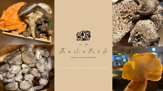 最旬期を迎えた、“めずらし天然きのこ”を「裏の山の木の子」で。極期間限定で自然に任せて採れる恵みをお楽しみください