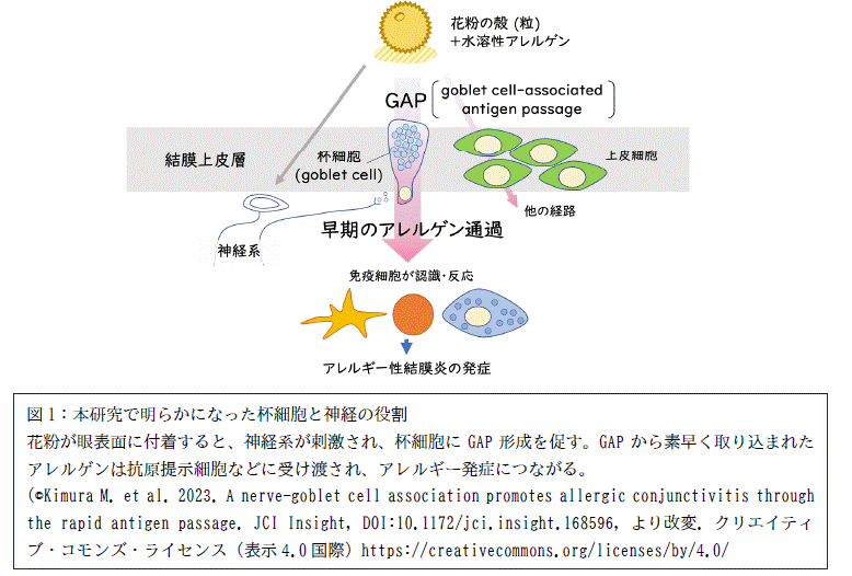 結膜が素早く能動的にアレルゲンを取り込む仕組みを解明