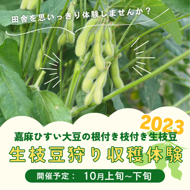 アプリップリが福岡県嘉麻市で開催される「嘉麻ひすい大豆の生枝豆狩り収穫体験」を応援！開催予定日：10月12日～22日