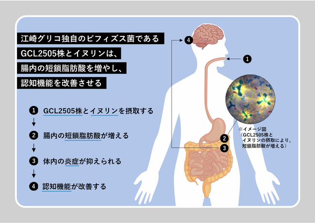 短鎖脂肪酸を多く生み出すビフィズス菌 Bifidobacterium animalis subsp. lactis GCL2505 とイヌリンによる「認知機能」の改善効果を確認