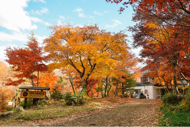 トレイルランニング×紅葉で八ヶ岳中信高原国定公園の魅力を発信国内外の100マイルレースを制覇するランナー宮崎喜美乃さんと走る蓼科・八ヶ岳トレイルランニングツアー