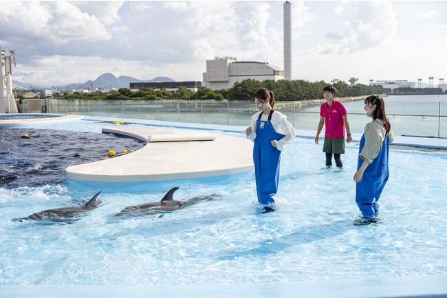 イルカに大接近！有料体験プログラム「ドルフィンウォーク～浅瀬でジャブジャブ～」ご好評につき10月14日（土）から再開決定