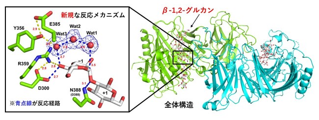 細菌の病原性などに関わる糖鎖「OPG」の新規の生合成酵素を発見