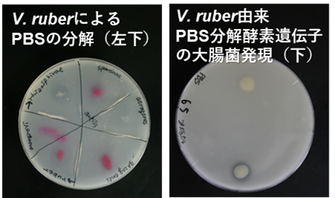海洋細菌から新たなPBS分解酵素を発見