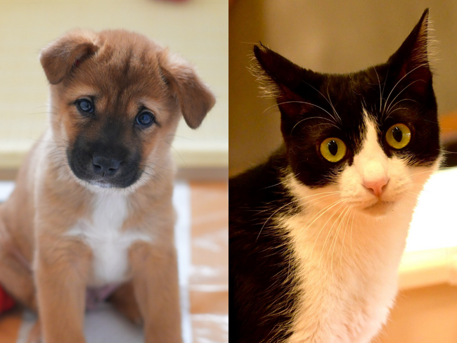 【犬猫生活福祉財団】殺処分ゼロなどを目指し、前橋市とふるさと納税を活用したガバメントクラウドファンディング(R)を10月10日より募集開始