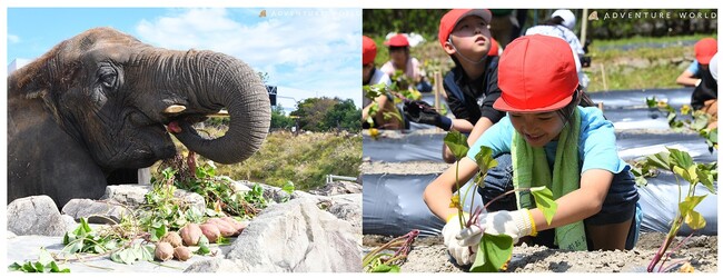 周参見小学校の児童が食育体験　サツマイモをパークの動物たちへプレゼント！
