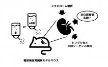 網羅的解析で糖尿病性腎臓病の進展と乳酸代謝との関与を解明