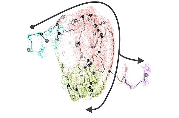 真皮線維芽細胞の老化運命を調節する遺伝子EFEMP2を特定