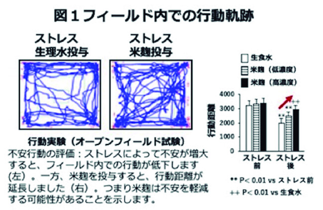 米麹がマウスのストレスを軽減することを確認しました