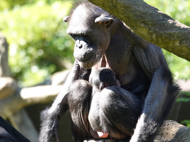 よこはま動物園ズーラシアで、6年ぶりにチンパンジーの赤ちゃんが生まれました！