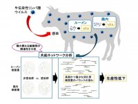 麻布大学、岡山大学、宮崎大学の研究グループが牛伝染性リンパ腫ウイルス感染による消化管細菌叢の変化を発見