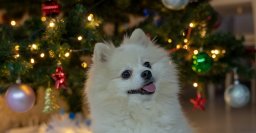 仙台市のイタリアンレストランパリンカが12月23日、25日に愛犬と共に過ごせるクリスマス企画を開催