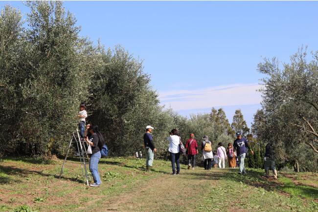 第30回牛窓オリーブ収穫祭2023「さわって学んで楽しもう！食べて笑って収穫祭」2023年10月28日（土）開催