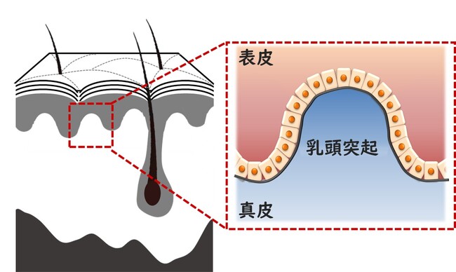 肌の真皮乳頭突起の正常化に成功