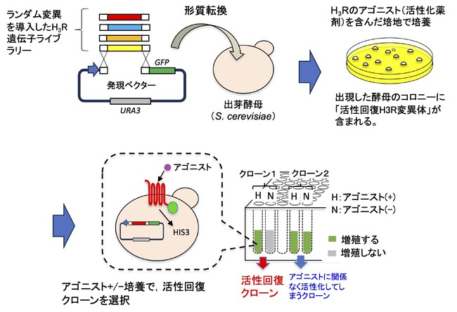 出芽酵母を利用した発現系でヒト由来ヒスタミンH3受容体の活性回復に成功