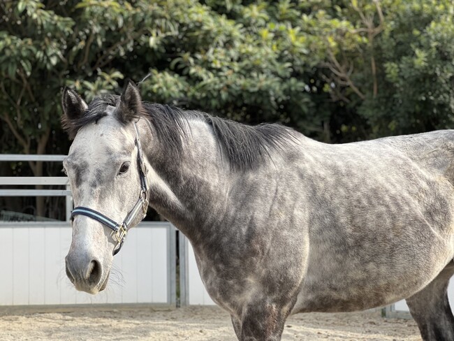 【引退した競走馬をどうする？】産学連携による新たなプロジェクトが始動