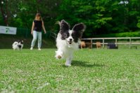 新スポット！ワンコと紅葉！那須最大級！？【ドッグパーク フォレストヒルズ那須】のご案内＜利用料が無料になる会員特典の提供開始！！＞