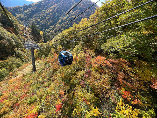 【苗場スキー場】日本最長5,481m 苗場ドラゴンドラ　山全体の紅葉が見頃ピークに！【運行期間】2023年11月5日(日)まで