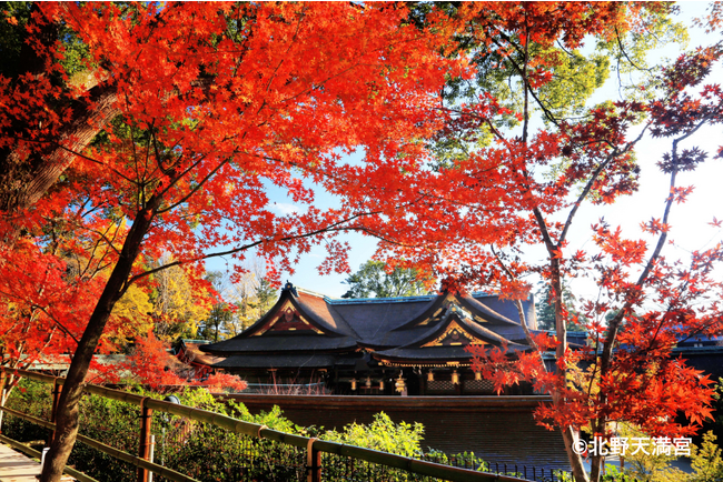ラグジュアリーカード、紅葉最盛期の京都で特別アクセスを提供開始　京都 北野天満宮 史跡御土居のもみじ苑の無料入苑