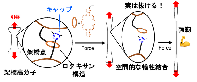 ロタキサン架橋高分子の新しい強靭化メカニズムを解明 ～持続可能な社会を担う高分子材料の設計指針を確立～