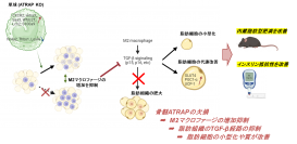 内蔵脂肪型肥満の発症・進展に関わる免疫細胞ATRAPを介した新規メカニズムを解明