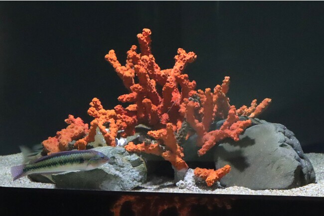 瀬戸内海に生息するサンゴ「オノミチキサンゴ」を展示しています