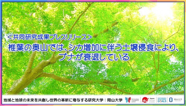 椎葉の奥山では、シカ増加に伴う土壌侵食により、ブナが衰退している〔九州大学、岡山大学〕