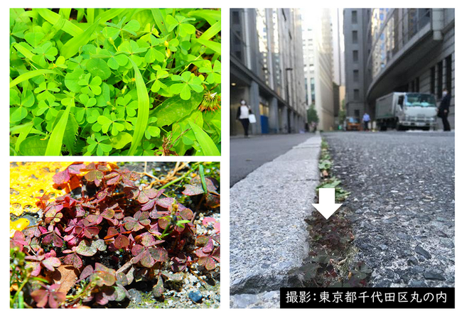 都市の熱さで植物は赤く進化する ―ヒートアイランドへの急速な適応進化を初めて実証―