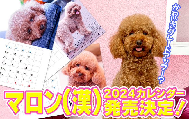 可愛らしいトイプードルYouTubeチャンネル「マロン（漢）」のカレンダー『マロン（漢）カレンダー2024』が今年も発売となります！