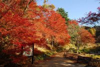 六甲高山植物園 一足早く「紅葉」が見頃！夜間イベント「ひかりの森～夜の芸術散歩～」も開催中