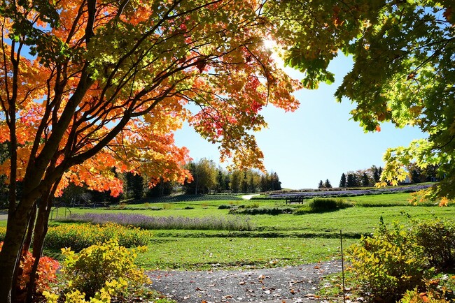 【北海道の短い秋は今が本番！】まもなく紅葉見頃！！（滝野すずらん丘陵公園）