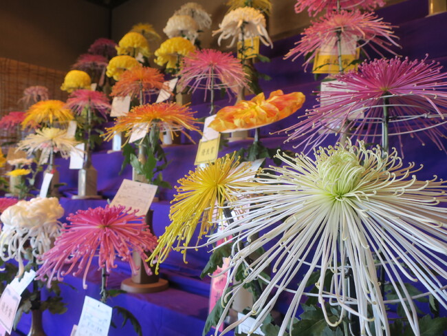 【横浜・三溪園】トップクラスの技術師が集う横浜市最大規模の菊花展示会「菊花展」開催（無料のイベントあり※入園料別）