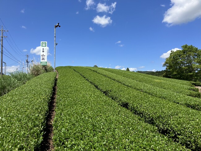 まろやかな秋摘み茶でやすらぎを　オンライン産地交流11月4日（土）〔東京〕