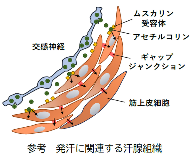 発汗時の汗腺の収縮メカニズムの解明と、新たな制汗成分を発見