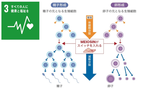 卵子形成にかかわる細胞分裂の仕組みを解明-卵子形成の減数分裂に癌抑制タンパク質が関与するメカニズムを明らかに-