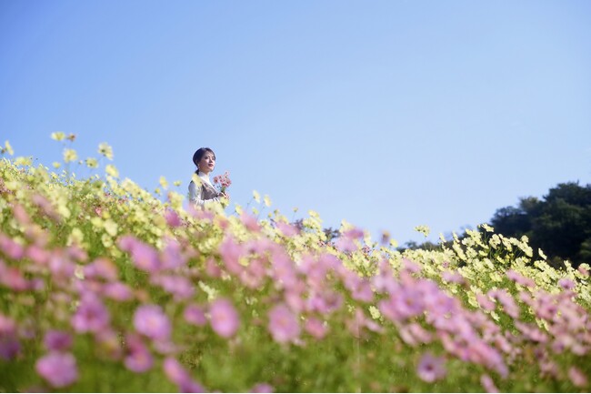秋の人気フォトスポット「コスモス畑」が間もなく見ごろです。昼は鮮やかに彩るお花畑。夕方には夕陽に透ける花々が演出する情緒あふれる空間へ。神戸の街並み、紅葉など様々なロケーションが楽しめます