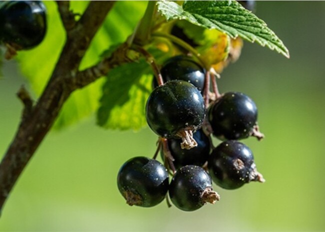 ブラックカラントの種子に肌の炎症を収束させる効果を確認