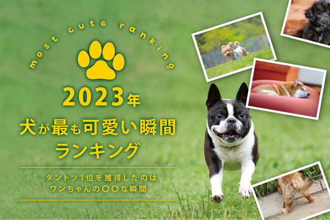 【2023年 犬が最も可愛い瞬間ランキング】ダントツ1位を獲得したのは、ワンちゃんの〇〇な瞬間。