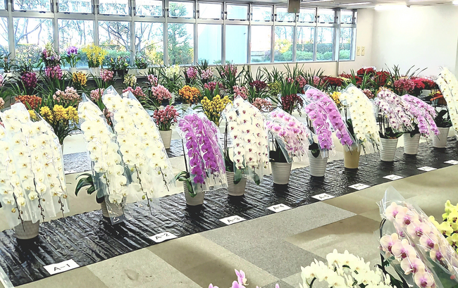 もっと知ってほしい！世田谷市場ウインターフラワーフェスタ2023 ～ 雪と花のコンチェルト ～ の開催について