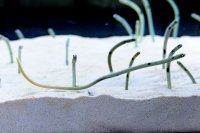 【京都水族館】バズったチンアナゴ動画の上映やパネル展示で魅力を伝える
「11月11日はチンアナゴの日2023」を開催