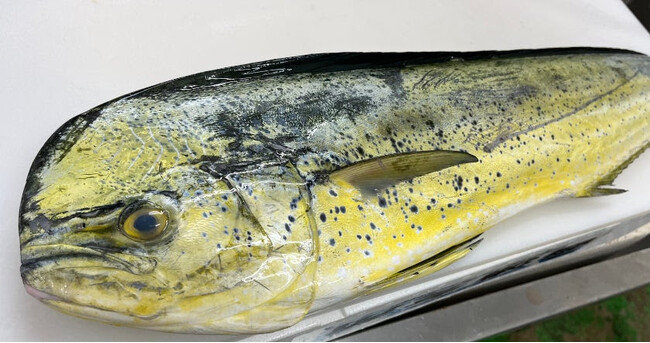 「未利用魚」おいしく変身、サブスクで食卓へ。フィシュル(Fishlle!)から始まるお魚のフードロス削減！フィシュルを毎月1パック食べるとCO2の削減にも...？