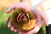 【笠間の栗×ラ・メゾン】11/1~ 茨城県笠間市産の栗を使ったモンブランタルトの販売